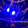 Гирлянда-нить уличная световая синяя